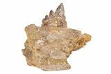 Fossil Primitive Whale (Basilosaur) Jaw Section - Morocco #217823-1